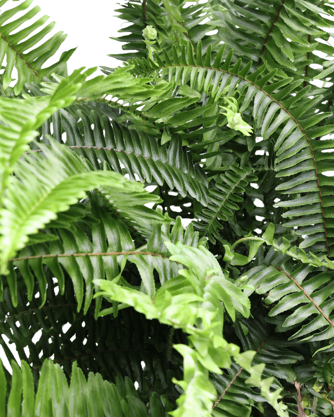 Large Indoor Plants for Beginners - Chive Ceramics Studio