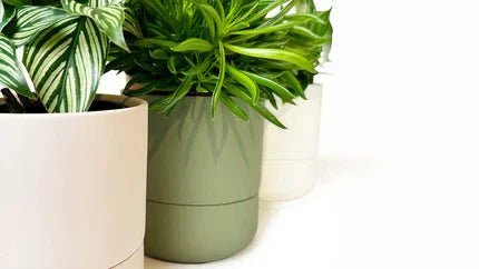 Self Watering Plant Pots Indoor: A Horticultural Salvation - Chive Ceramics Studio
