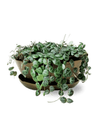 Topper Metal Succulent Dish - Chive Ceramics Studio - Pots - Chive US