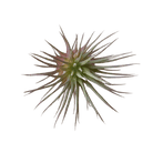Air Plant Fake Lifelike Realistic Unkillable! - Chive Ceramics Studio - Tools & Accessories - Chive Ceramics Studio