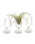 Air Plant Holder Wall Glass - Chive Ceramics Studio - Tools & Accessories - Chive US
