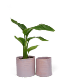 Channa Ceramic Planter Pot - Chive Ceramics Studio - Pots - Chive Ceramics Studio