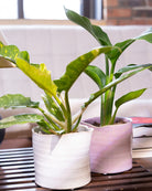 Channa Ceramic Planter Pot - Chive Ceramics Studio - Pots - Chive Ceramics Studio