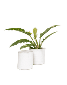 Channa Ceramic Planter Pot - Chive Ceramics Studio - Pots - Chive Ceramics Studio
