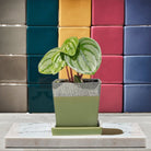 Duo Ceramic Planter With Drainage Hole And Saucer - Chive Ceramics Studio - Pots - Chive US
