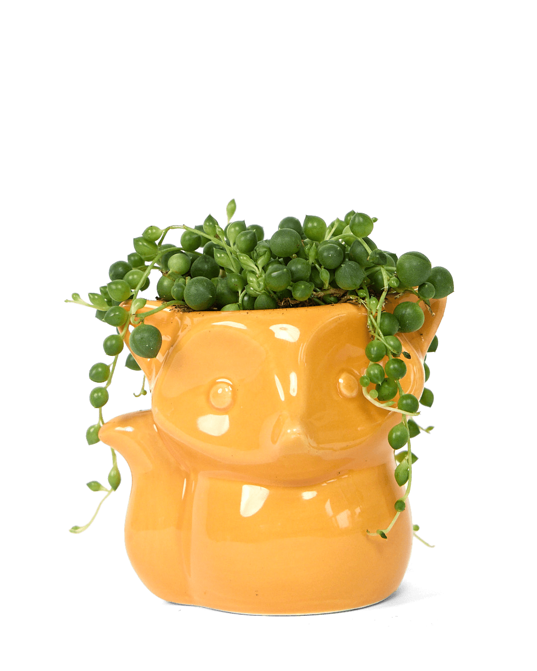 Fox Ceramic Indoor Plant Pot For Succulents - Chive Ceramics Studio - Pots - Chive Ceramics Studio