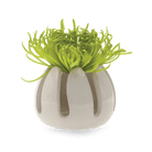 Gideon Ceramic Air Plant Container - Chive Ceramics Studio - Tools & Accessories - Chive Ceramics Studio