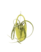 Hanging Aerium Ceramic For Succulents & Ikebana - Chive Ceramics Studio - Pots - Chive US