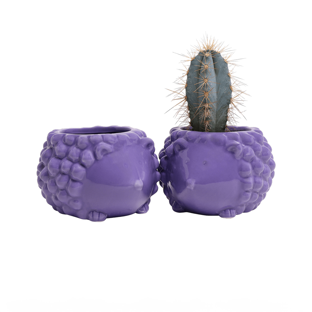 Hedgehog Ceramic Indoor Plant Pot For Succulents - Chive Ceramics Studio - Pots - Chive US