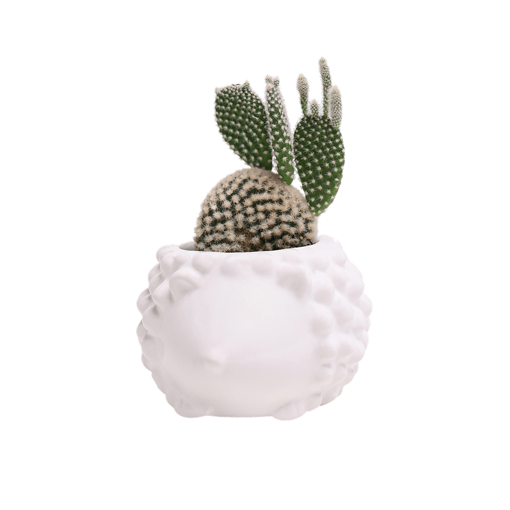 Hedgehog Ceramic Indoor Plant Pot For Succulents - Chive Ceramics Studio - Pots - Chive US