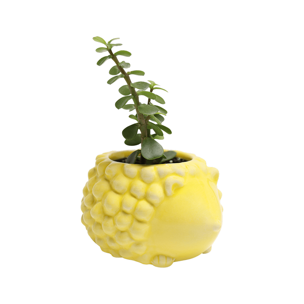 Hedgehog Ceramic Indoor Plant Pot For Succulents - Chive Ceramics Studio - Pots - Chive US