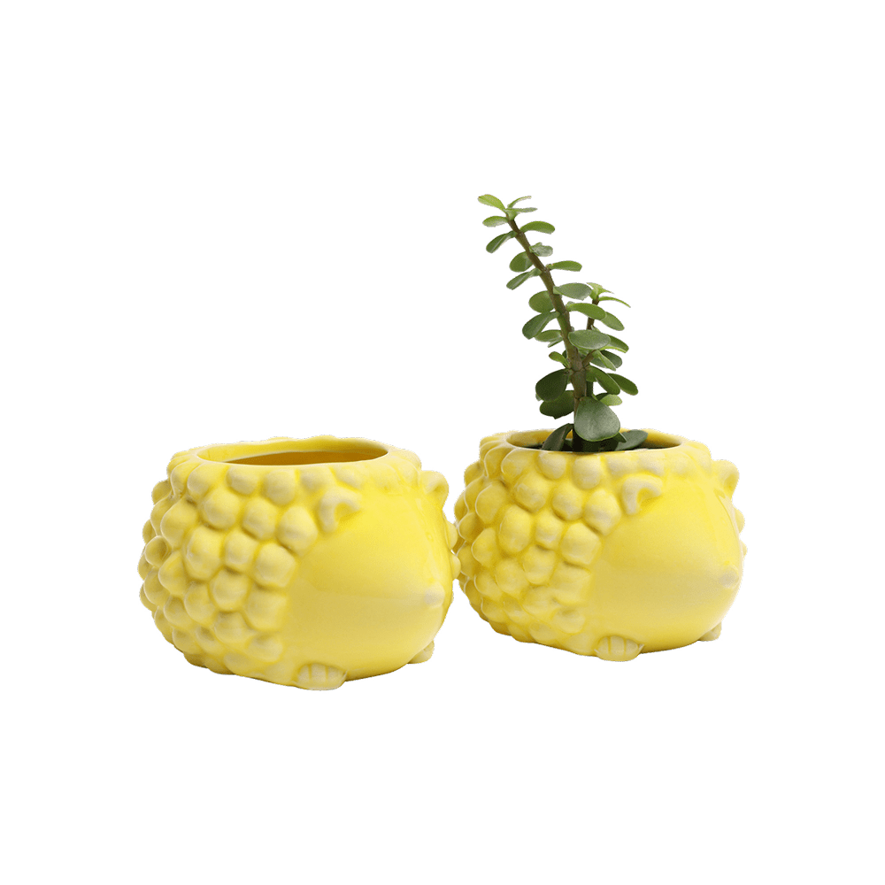 Hedgehog Ceramic Indoor Plant Pot For Succulents - Chive Ceramics Studio - Pots - Chive US