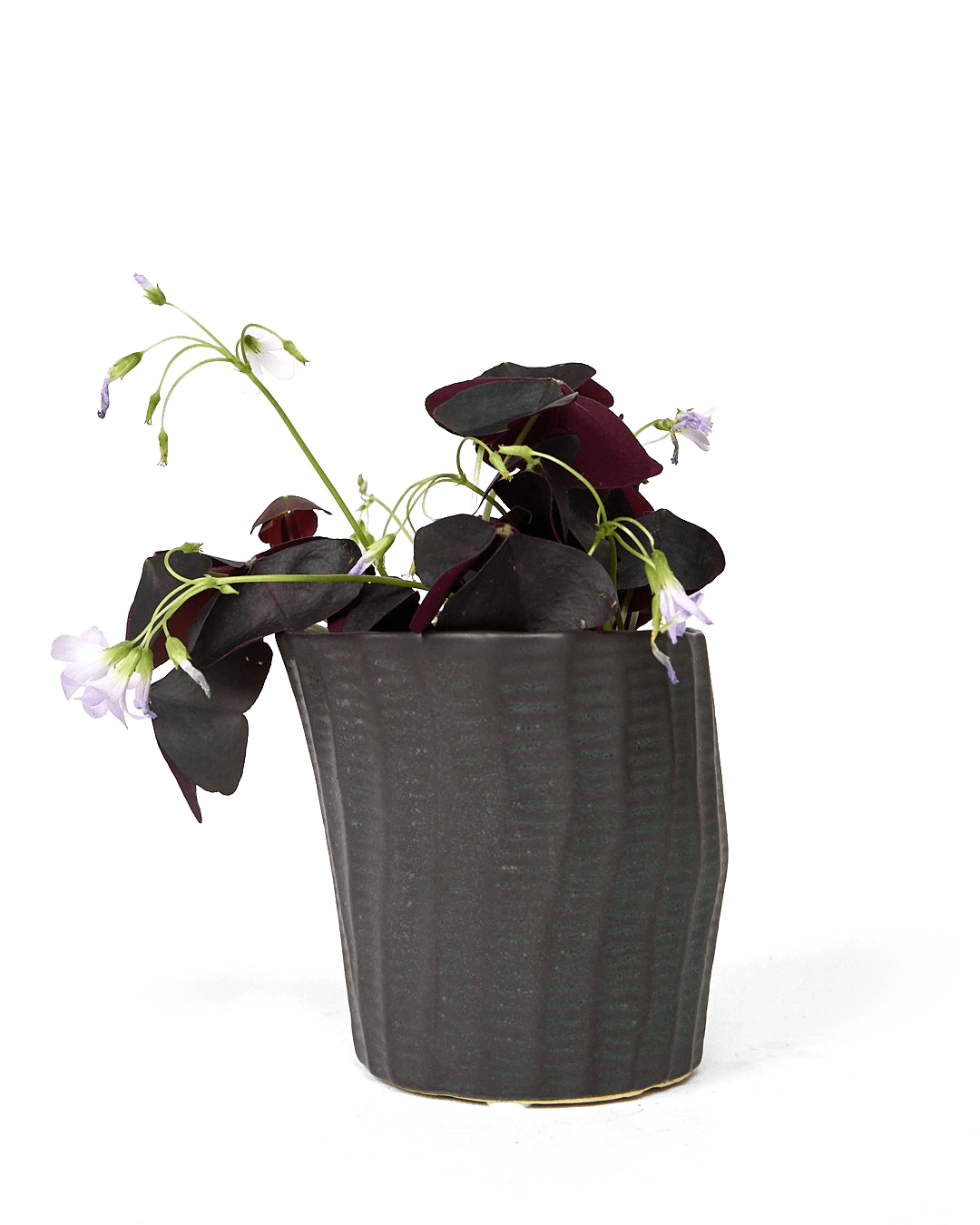 Katakana Ceramic Pot Planter - Chive Ceramics Studio - Pots - Chive Ceramics Studio
