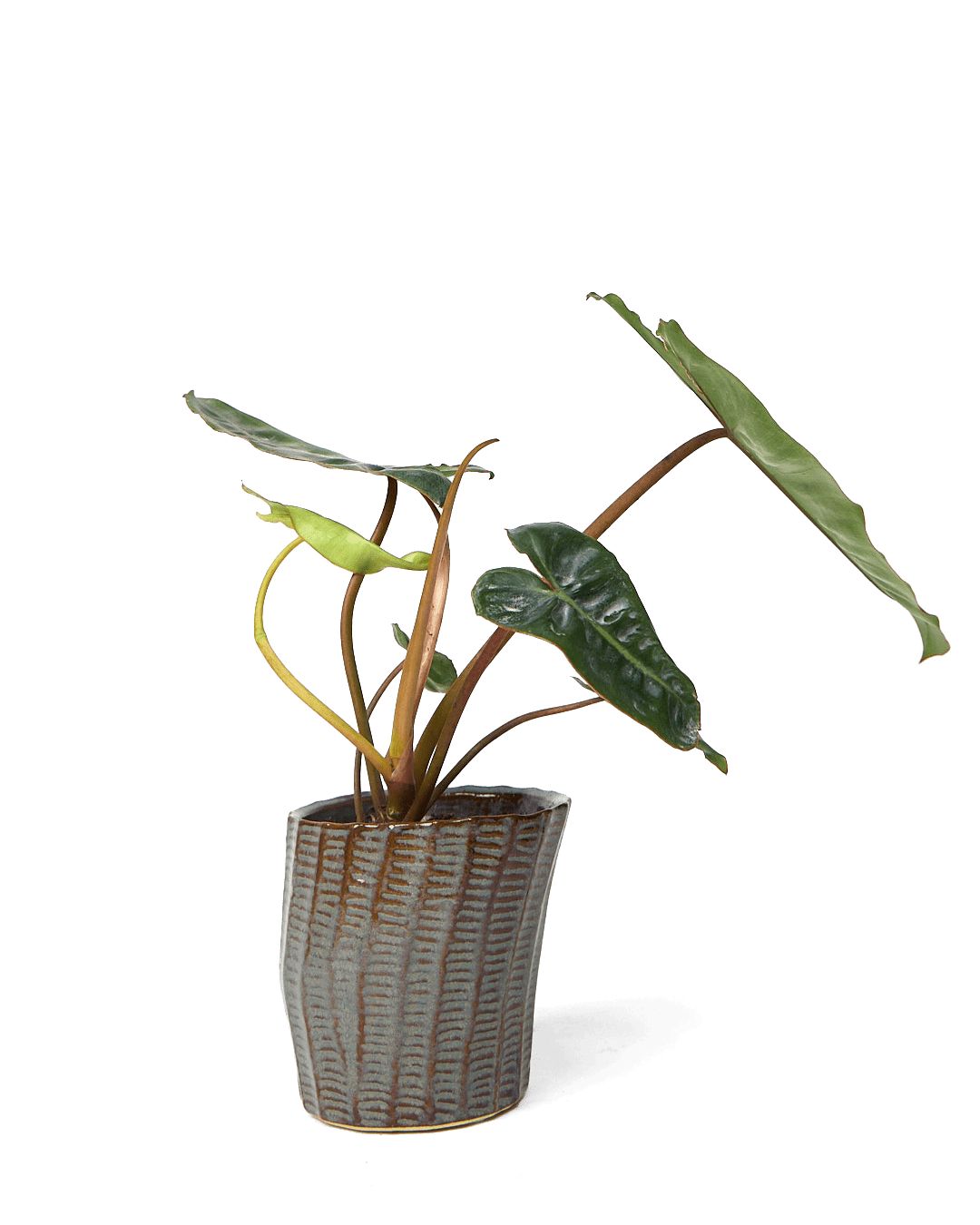 Katakana Ceramic Pot Planter - Chive Ceramics Studio - Pots - Chive Ceramics Studio