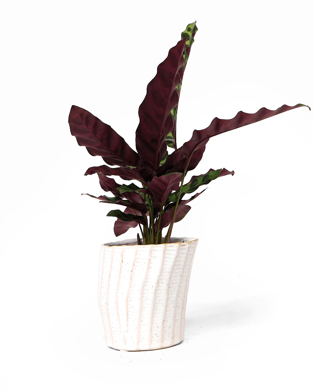 Katakana Ceramic Pot Planter - Chive Ceramics Studio - Pots - Chive Ceramics Studio