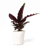 Katakana Ceramic Pot Planter - Chive Ceramics Studio - Pots - Chive Ceramics Studio