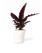 Katakana Ceramic Pot Planter - Chive Ceramics Studio - Pots - Chive Ceramics Studio