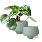 Lilo Porcelain Modern Indoor Plant Pot - Chive Ceramics Studio - Pots - Chive Ceramics Studio