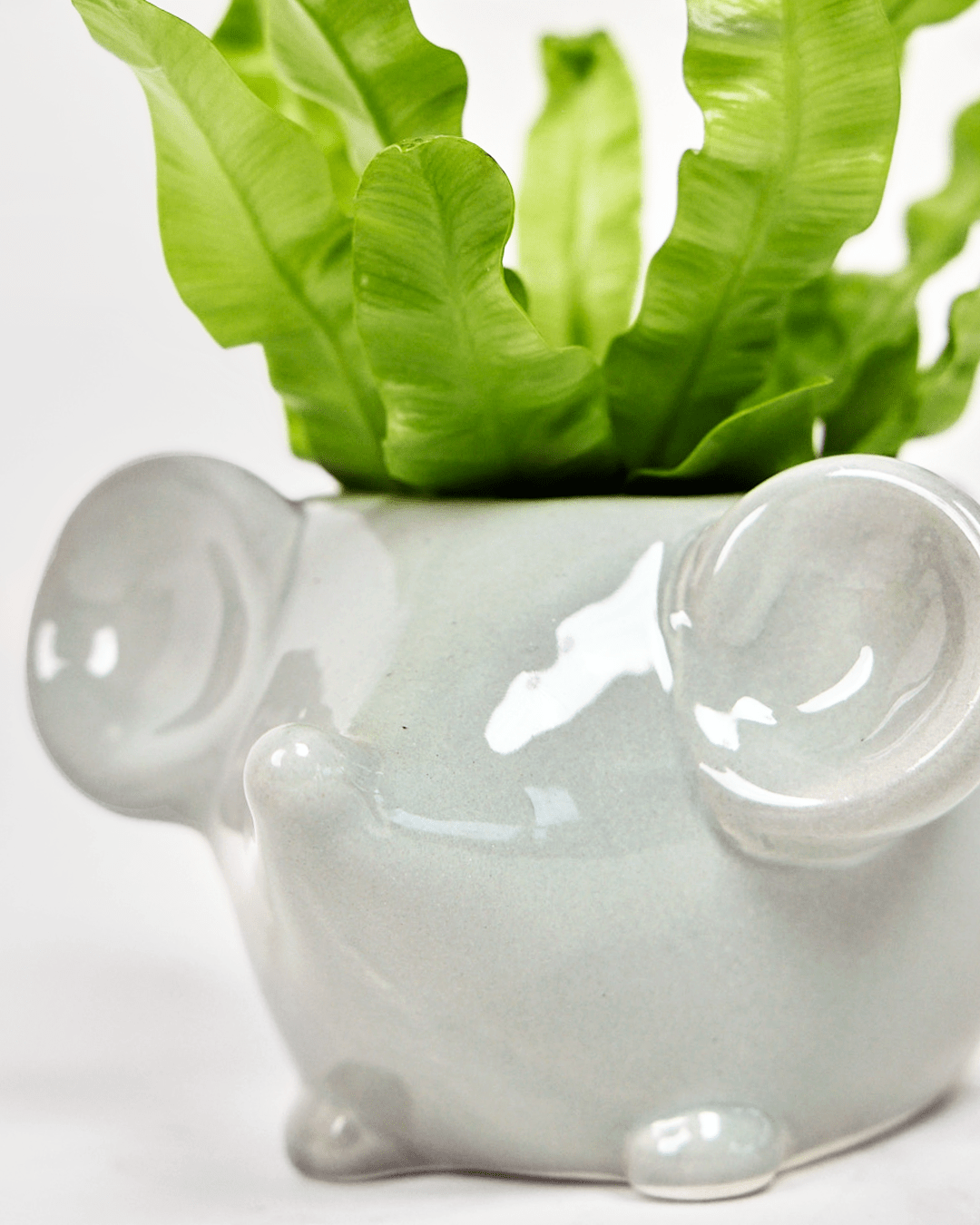 Mouse Ceramic Indoor Plant Pot For Succulents - Chive Ceramics Studio - Pots - Chive US