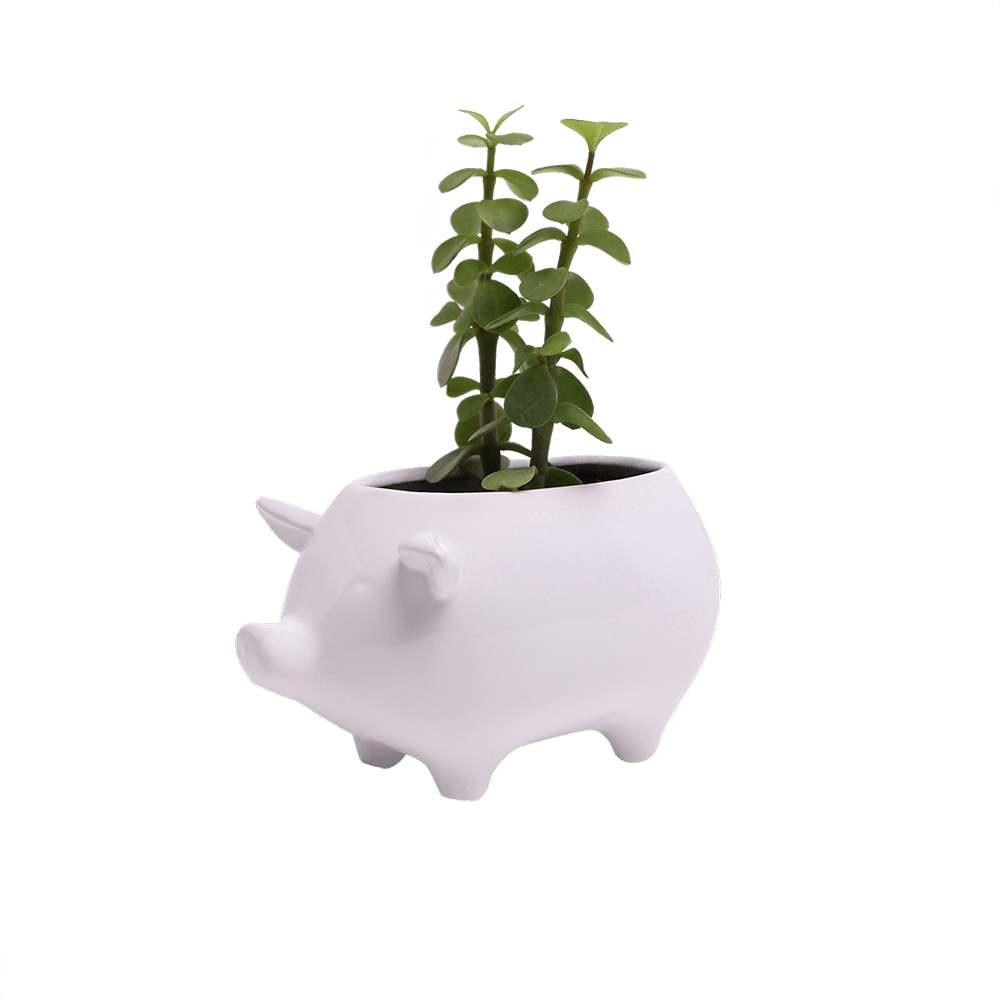 Pig Ceramic Indoor Plant Pot For Succulents - Chive Ceramics Studio - Pots - Chive Ceramics Studio