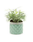 Pina Ceramic Succulent Planter Pot - Chive Ceramics Studio - Pots - Chive Ceramics Studio