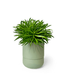 Ryan Self - Watering Plant Pots - Chive Ceramics Studio - Pots - Chive US