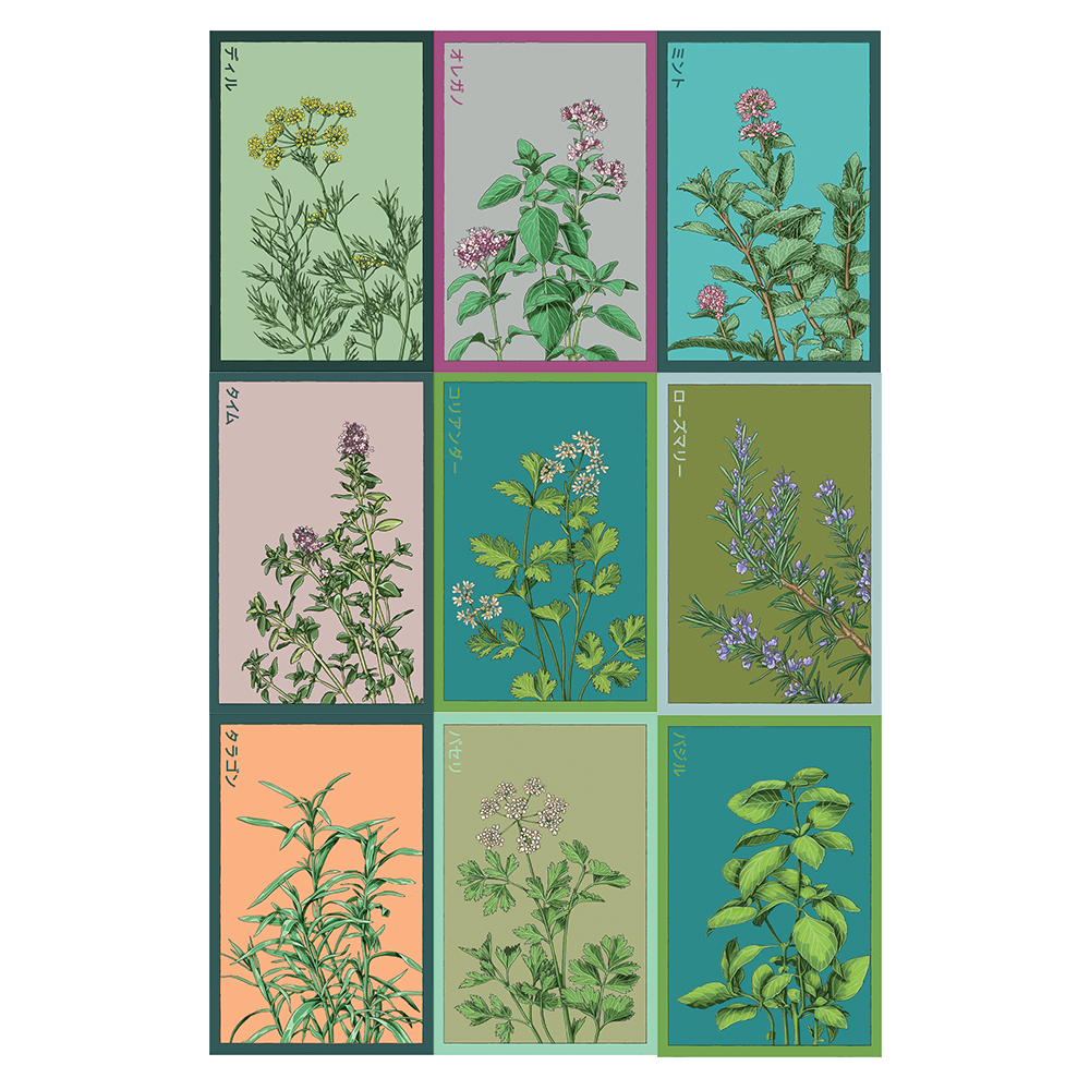 Shido Seed Kit - Herbs - 12pc Assortment - Chive Ceramics Studio - Chive Ceramics Studio
