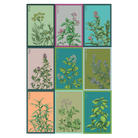 Shido Seed Kit - Herbs - 12pc Assortment - Chive Ceramics Studio - Chive Ceramics Studio