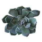 Succulents Fake Faux Lifelike Decorative Things - Chive Ceramics Studio - Tools & Accessories - Chive US