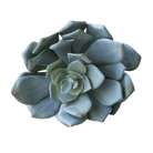 Succulents Fake Faux Lifelike Decorative Things - Chive Ceramics Studio - Tools & Accessories - Chive US