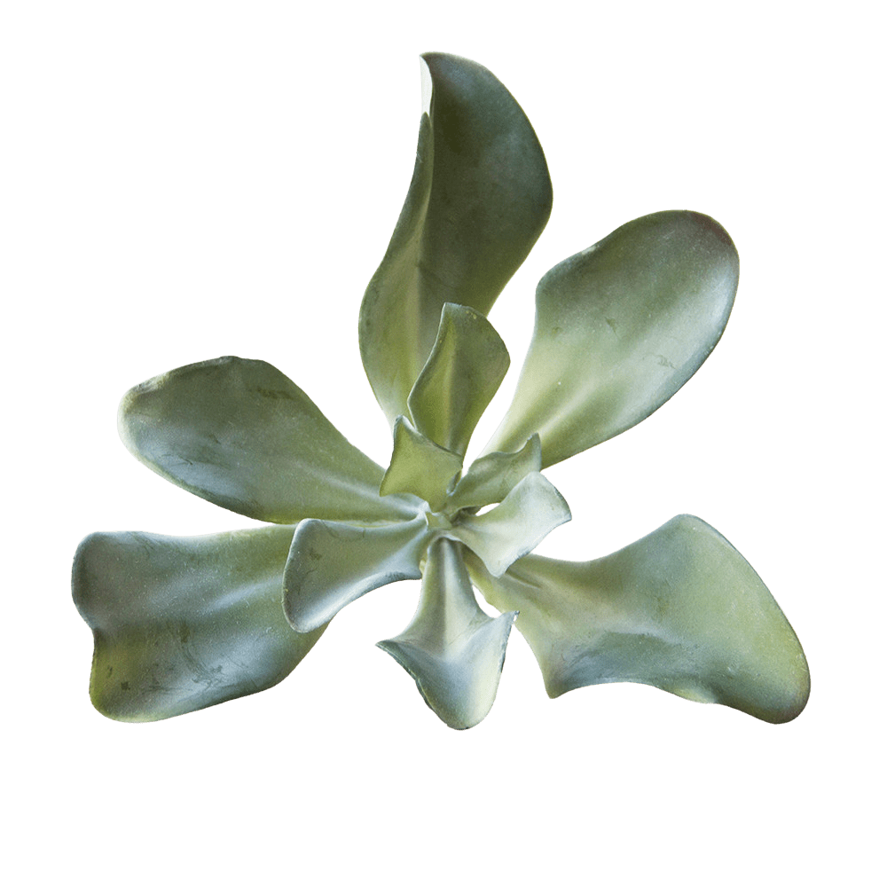 Succulents Fake Faux Lifelike Decorative Things - Chive Ceramics Studio - Tools & Accessories - Chive US