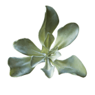 Succulents Fake Faux Lifelike Decorative Things - Chive Ceramics Studio - Tools & Accessories - Chive US