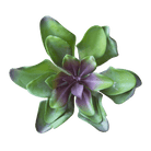 Succulents Fake Faux Lifelike Decorative Things - Chive Ceramics Studio - Tools & Accessories - Chive US