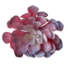 Succulents Fake Faux Lifelike Decorative Things - Chive Ceramics Studio - Tools & Accessories - Chive US