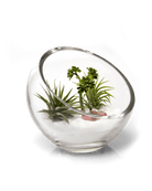 Terrarium Bowl Glass Succulent Garden - Chive Ceramics Studio - Terrariums - Chive US