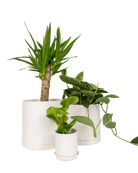 Virago 5" Porcelain Pot With Drainage Hole And Saucer - Chive Ceramics Studio - Pots - Chive Ceramics Studio