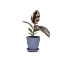 Virago 3.5" Porcelain Pot With Drainage Hole And Saucer - Chive Ceramics Studio - Pots - Chive Ceramics Studio