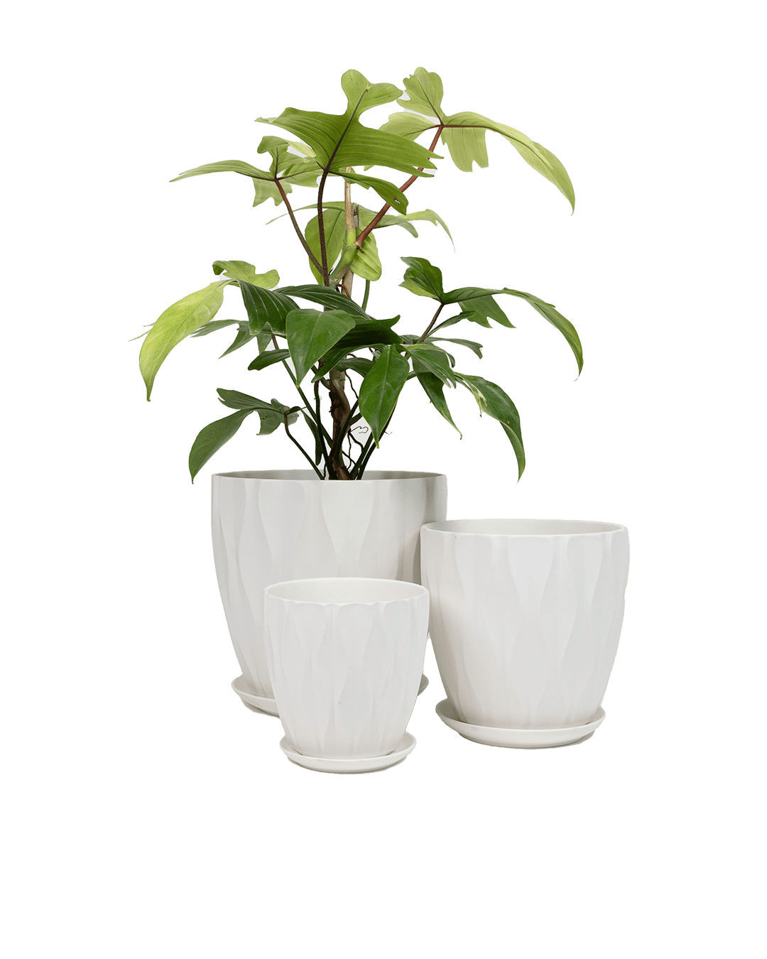 Virago 5" Porcelain Pot With Drainage Hole And Saucer - Chive Ceramics Studio - Pots - Chive Ceramics Studio