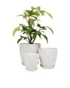 Virago 5" Porcelain Pot With Drainage Hole And Saucer - Chive Ceramics Studio - Pots - Chive Ceramics Studio