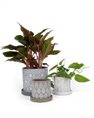 Balter Ceramic Pot And Saucer Set - Chive Ceramics Studio - Pots - Chive Ceramics Studio