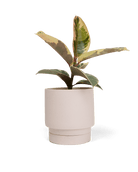 Casey Porcelain Modern Pot And Saucer Set - Chive Ceramics Studio - Pots - Chive Ceramics Studio