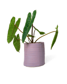 Channa Ceramic Planter Pot - Chive Ceramics Studio - Pots - Chive Ceramics Studio