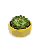 Discus Ceramic Succulent Dish Planter - Chive Ceramics Studio - Pots - Chive US