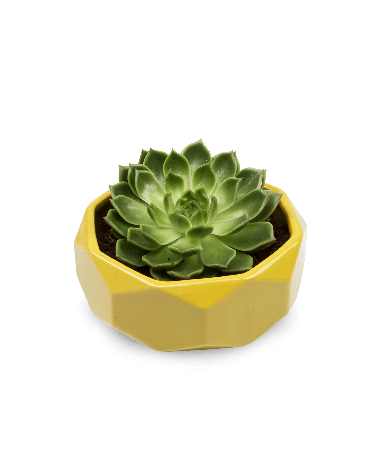 Discus Ceramic Succulent Dish Planter - Chive Ceramics Studio - Pots - Chive US