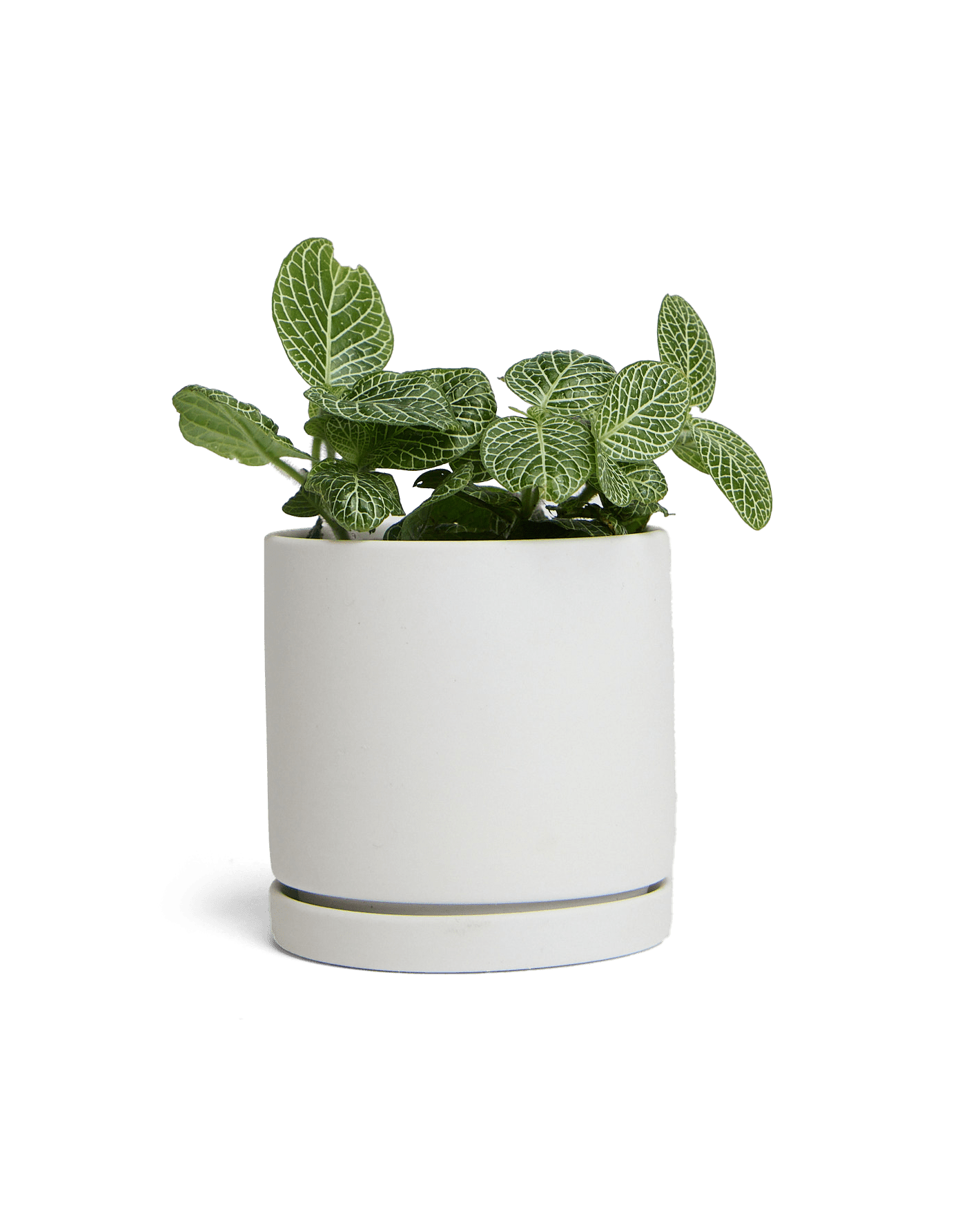 Dojo Porcelain Modern Indoor Plant Pot With Saucer - Chive Ceramics Studio - Pots - Chive Ceramics Studio