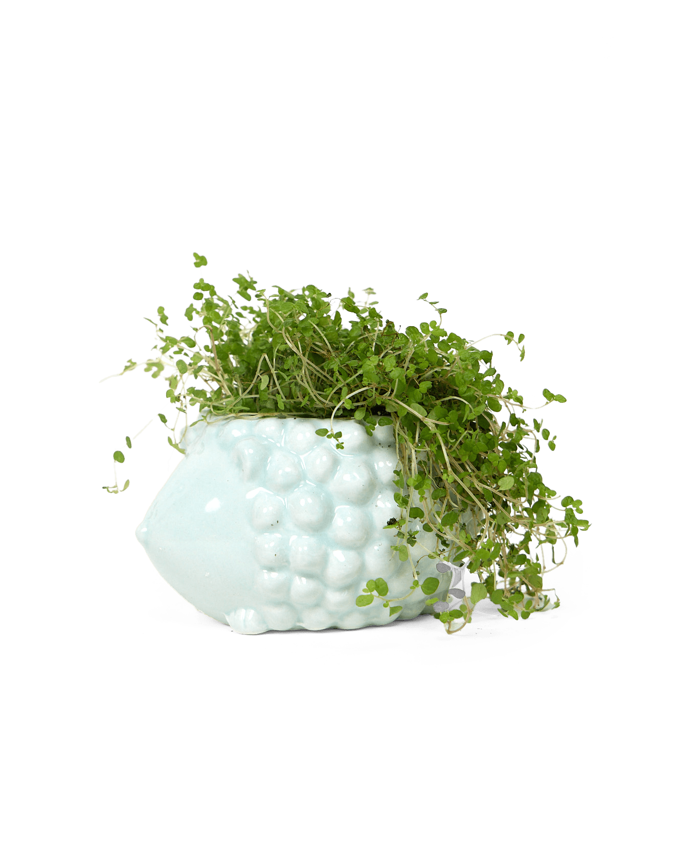 Hedgehog Ceramic Indoor Plant Pot For Succulents - Chive Ceramics Studio - Pots - Chive US