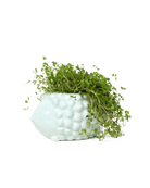 Hedgehog Ceramic Indoor Plant Pot For Succulents - Chive Ceramics Studio - Pots - Chive US