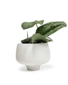 Lilo Porcelain Modern Indoor Plant Pot - Chive Ceramics Studio - Pots - Chive US