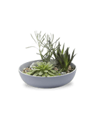 Moog Porcelain Succulent Garden Dish - Chive Ceramics Studio - Pots - Chive US