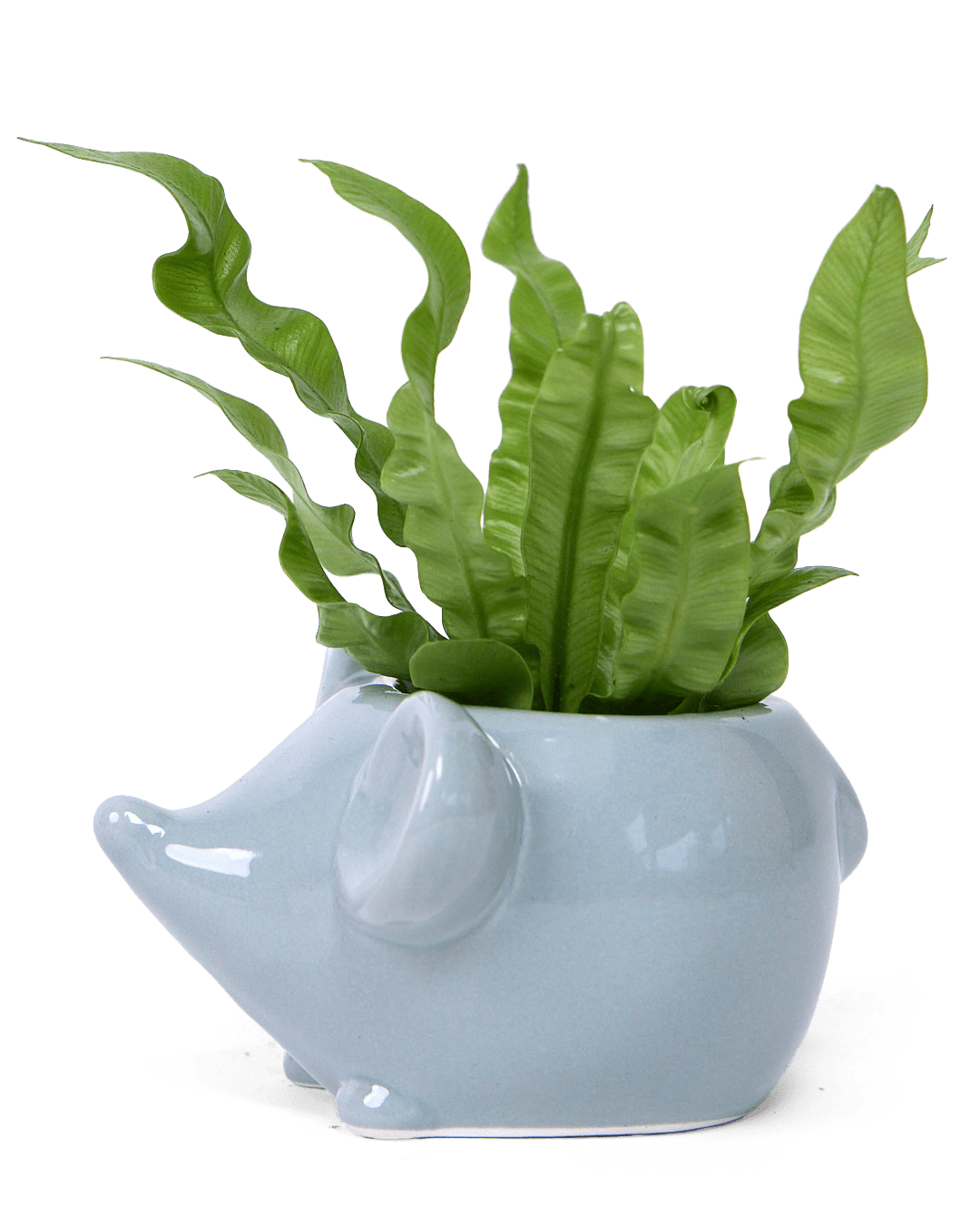 Mouse Ceramic Indoor Plant Pot For Succulents - Chive Ceramics Studio - Pots - Chive US